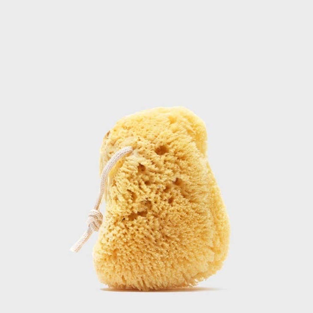 Sea Sponge